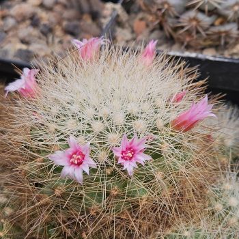 Mammillaria manana TL877